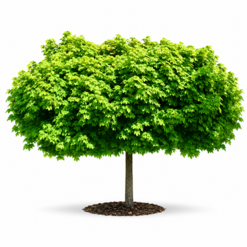 Acer platanoides (Erable Plane) ´Globosum´ tronc 16/18 cm - cont. 90 litres