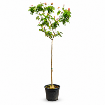 Albizia julibrissin (Arbre à soie) tronc 10/12 cm - cont. 30 à 70 litres