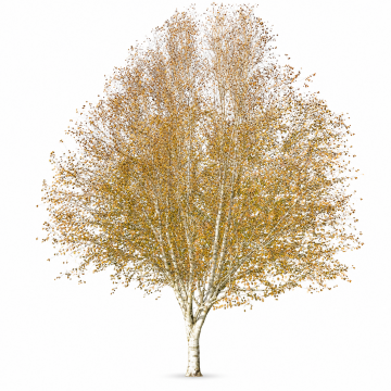 Betula utilis (Bouleau de l´Himalaya) ´Jacquemontii´ - 3 troncs - 300/350 cm - cont. 90 litres
