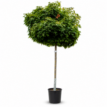 Acer platanoides (Erable Plane) ´Globosum´ tronc 12/14 cm - cont. 70 litres
