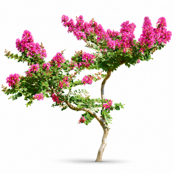 Lagerstroemia indica (Lilas des Indes, Lilas d´été) haute tige, tronc 14/16 cm