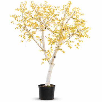 Betula utilis (Bouleau de l´Himalaya) ´Jacquemontii´ 200/250 cm - cont. 45 litres