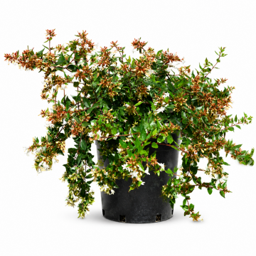 Abélia à grandes fleurs 'Edward Goucher' - cont. 9.5l (Abelia grandiflora)
