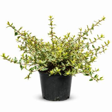 Abélia à grandes fleurs 'Tricolor Charm' - cont. 3l (Abelia grandiflora)