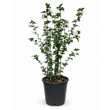 Althéa/mauve en arbre 'Admiral Dewey' - cont. 9.5l (Hibiscus syriacus)