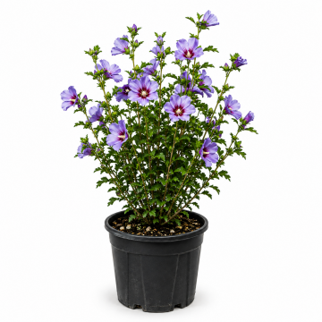 Althéa/mauve en arbre 'Oiseau Bleu' - cont. 7.5/9.5l (Hibiscus syriacus)