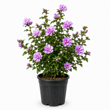 Althéa/mauve en arbre 'Ardens' - cont. 7.5/9.5l (Hibiscus syriacus)