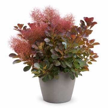 Arbre à perruques 'Flamissimo' - cont. 9.5l (Cotinus coggygria)