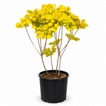 Arbre à perruques 'Golden Lady' - cont. 9.5l (Cotinus coggygria)