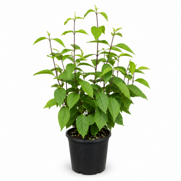 Arbuste aux bonbons 'Profusion' - cont. 3l (Callicarpa bodinieri)