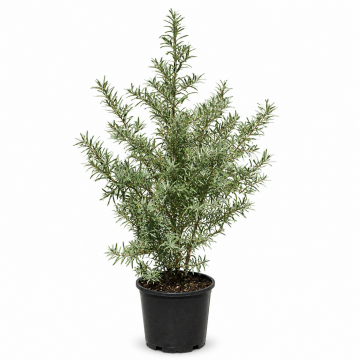 Argousier - cont. 9.5l (Hippophae rhamnoides)