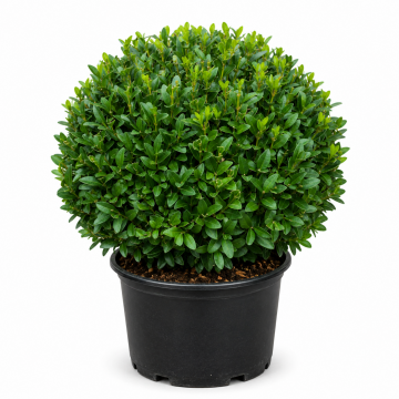 Buxus sempervirens (Buis commun) cube 100/125 cm - cont. 70 litres
