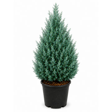 Caryopteris clandonensis ´Grand bleu´ 30/40 cm - cont. 3 litres