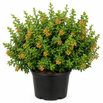 Berberis vulgaris, 9.5lts