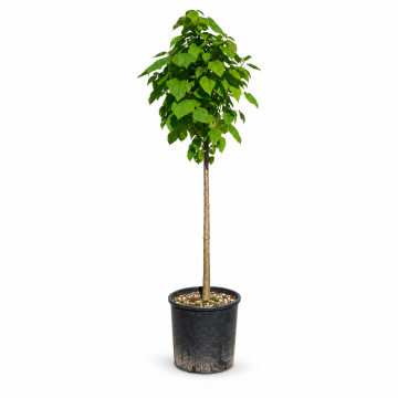 Catalpa bignonioides (Catalpa boule) ´Nana Bungei´ Demi-tige - 30lts
