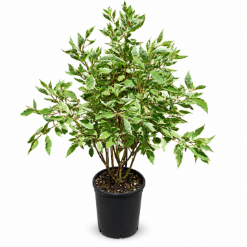 Cornouiller blanc 'Elegantissima' - cont. 9.5l (Cornus alba)