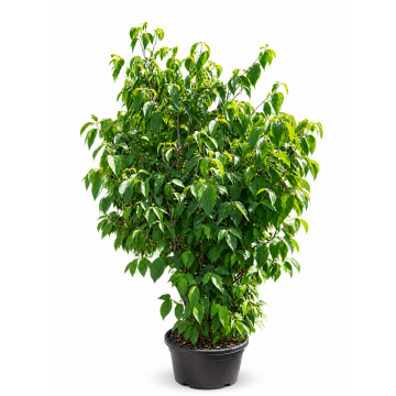 Cornus kousa (Cornouiller de Chine) 250/300cm - cont. 110 litres