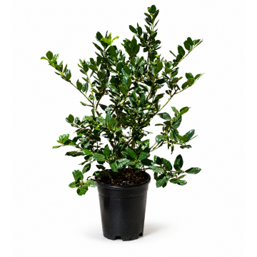 Houx 'Nellie R. Stevens' - cont. 30lt (Ilex mutchagara)