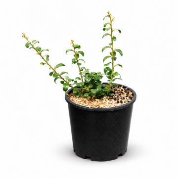 Ilex crenata (Houx crénelé) 'Caroline Upright  - en coupe 
