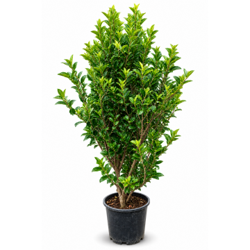 Houx crénelé - cont. 15lt - Boule (Ilex crenata)