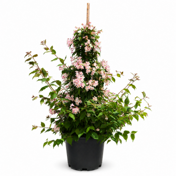 Kolkwitzia amabilis (Buisson de beauté) - cont. 9.5 litres
