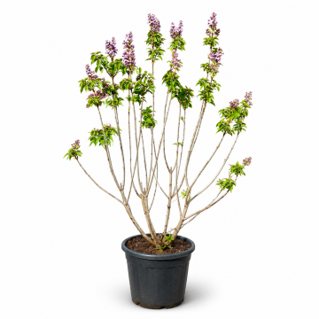 Lilas commun 'Michel Buchner' - cont. 25-30l (Syringa vulgaris)