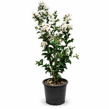 Lilas des Indes 'Nivea' - cont. 3l (Lagerstroemia indica)
