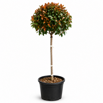 Photinia robusta compacta demi-tige - Cont. 9,5 litres