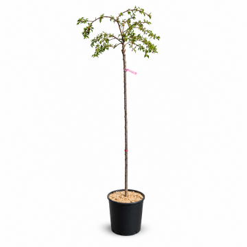 Prunus pink cascade - Haute-tige en pot de 15lt