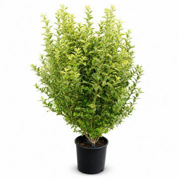 Troène de Californie 'Aureum' - cont. 9.5l - 100/125cm (Ligustrum ovalifolium)