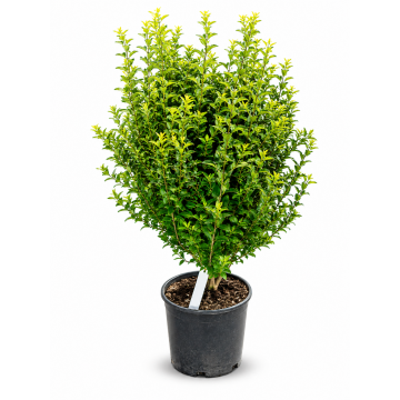 Troène de Californie - cont. 15-18l - 125/150cm (Ligustrum ovalifolium)