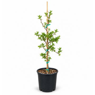 Ziziphus jujuba - 80/100 - cont. 15 litres