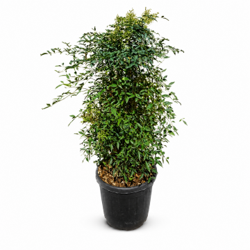 Bambou sacré 'Obsessed Seika' - cont. 15l (Nandina domestica)