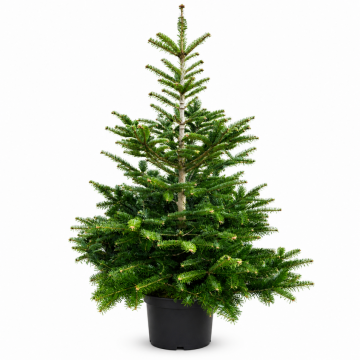 Abies nordmanniana (Sapin de Nordmann) - 175/200 - cont. 55l
