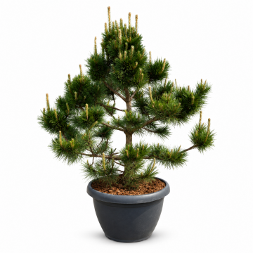 Pinus nigra (Pin noir) 150/175 cm - En coupe