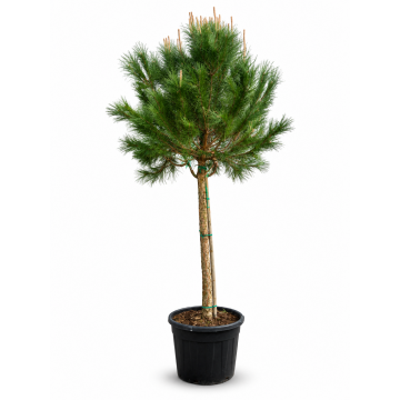 Pinus pinea (Pin parasol) tronc 18/20 cm - cont. 70 litres