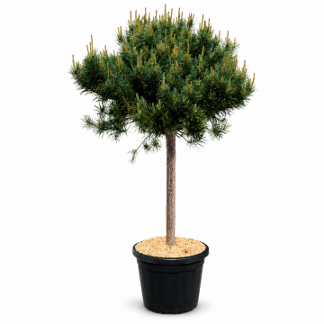 Pinus sylvestris (Pin sylvestre) ´Watererii´ demi-tige - cont. 45 litres