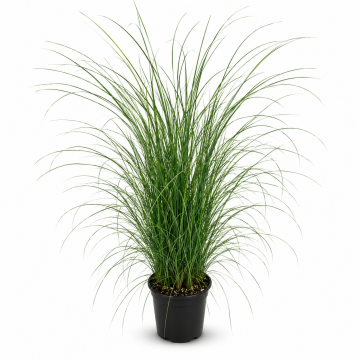 Roseau de Chine 'Gracillimus' - cont. 9.5l (Miscanthus sinensis)