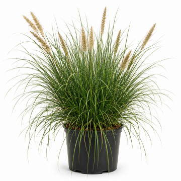 Herbe aux écouvillons 'Hameln' - cont. 9.5l (Pennisetum alopecuroides)