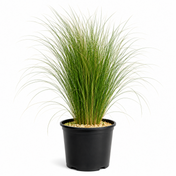 Stipa 'Pony Tails' - cont. 9.5l (Stipa tenuissima)
