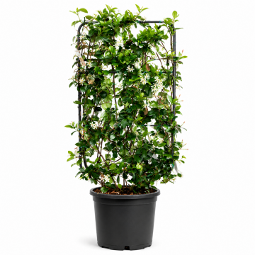 Jasmin étoilé - Espalier de 30l (Rhyncospermum jasminoides)