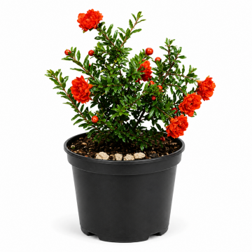 Grenadier nain 'Chico' - cont. 3l (Punica granatum)