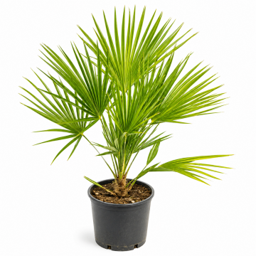 Chamaerops humilis (Palmier nain) 20/40 cm - cont. 35 litres