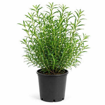 Oranger du Mexique 'Aztec Pearl' - cont. 9.5l (Choisya)