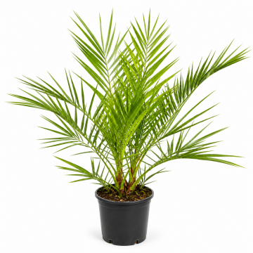 Palmier des Canaries - en pot de 20 cm (Phoenix canariensis)