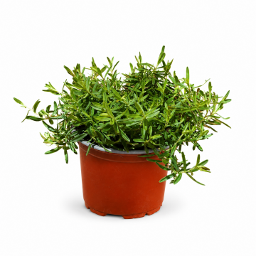 Dianthus deltoides Albus - en pot de 10.5 cm
