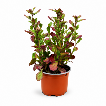 Ceratostigma plumbaginoides 