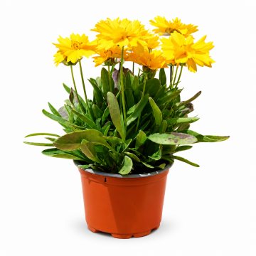Coreopsis grandiflora Illico en pot de 10.5 cm