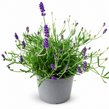 Lavandula angustifolia Hidcote (Lavande, Lavande vraie) - en pot de 14 cm