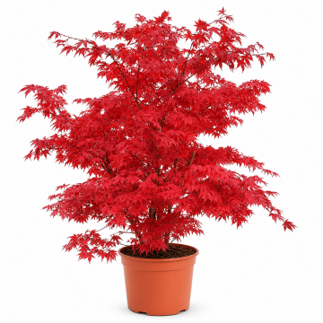 Erable du Japon 'Osakazuki' - cont. 9.5l (Acer palmatum)